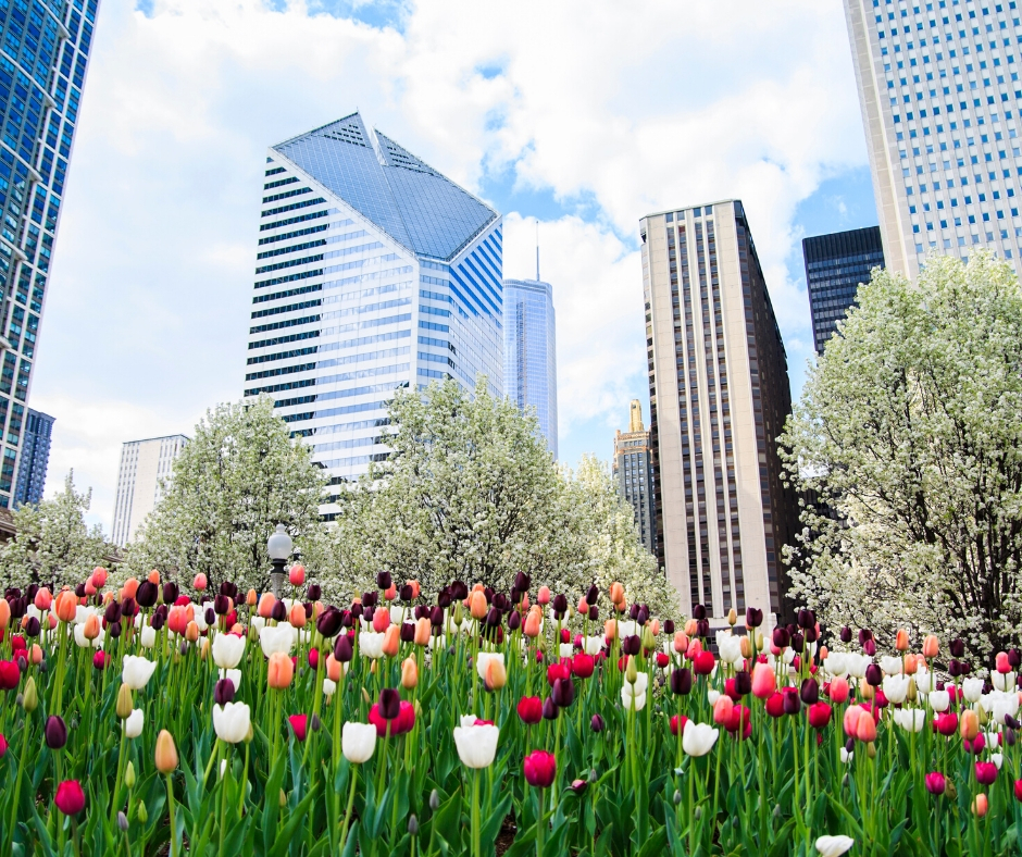 Skyline With Flowers In Field In Front